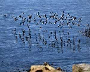 San Juan Islands: 9 Amazing Things To Know 13 San Juan Islands: 9 Amazing Things To Know 7