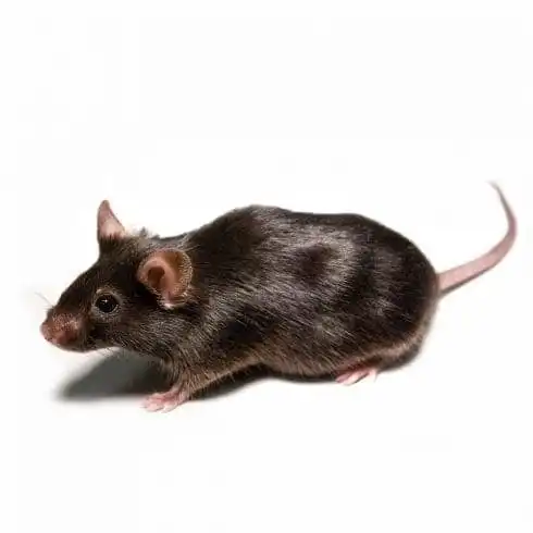 9 Facts about Rome, you'd wish you never knew! 10 Blsck mouse