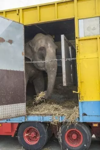 Elephant caged inside a small truck