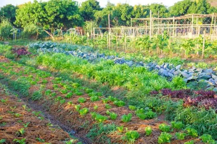 organic vegetables field