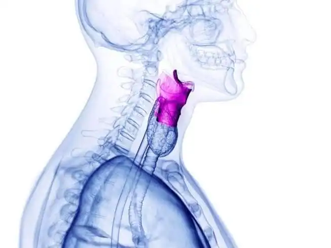 Unique And Adorable 6-Month Baby Photoshoot Ideas at Home 10 3D representation of a human larynx