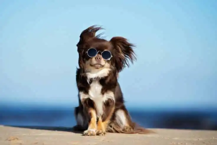 Aspects of Being an Authentic Adult 5 chihuahua wearing glasses