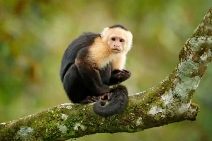 A List of The World's Most Expensive Pets 11 Capuchin Monkey