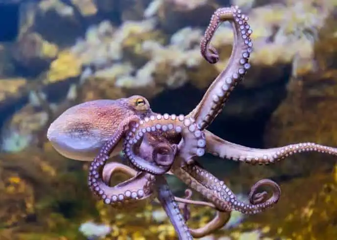 These Facts Will Blow Your Mind! 11 Octopus