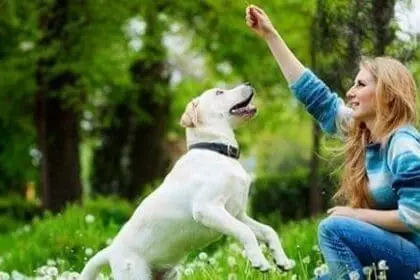 Tips on Keeping your Dog Healthy and Happy 10