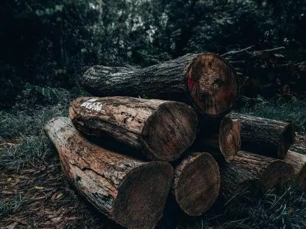 10 of the best deforestation solutions
