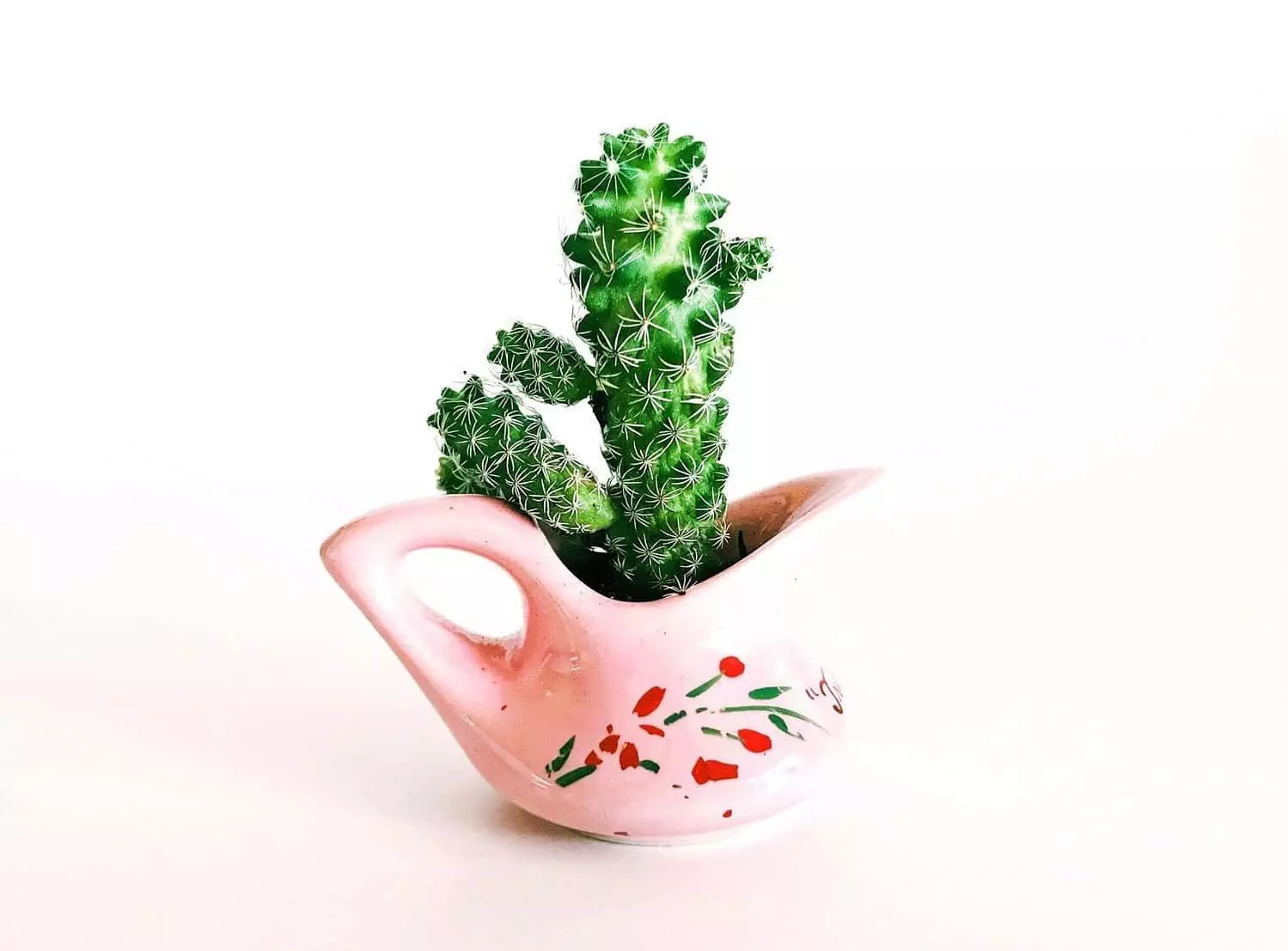 Cactus: Plant with Amazing Benefits 2