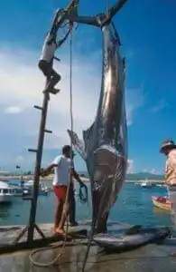 Deep Sea Fishing Galveston : A Paradise for Anglers 15 Sailfish