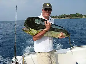 Deep Sea Fishing Galveston : A Paradise for Anglers 16 A giant Mahi Mahi fish.