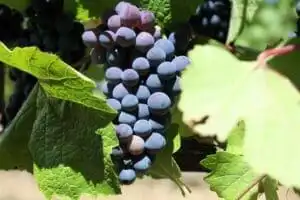 9 Best Anderson Valley Wineries to Visit and More! 1 anderson valley wineries