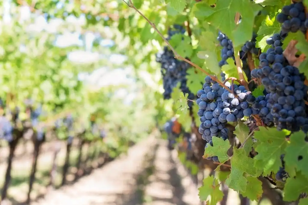 13 Amador County Wineries for an Elite Wine Tasting Trip! 14 amador county wineries