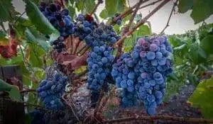 7 Best Wineries Beechworth 9 beautiful vineyard