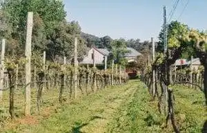 7 Best Wineries Beechworth 11 sorrenberg vineyard beechworth
