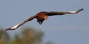 Best Birdwatching Sites in Tobago 12 black bellied whistling