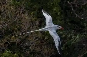 Best Birdwatching Sites in Tobago 10 red billed tropicbird in little tobago island