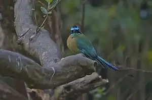 Best Birdwatching Sites in Tobago 13 motmots