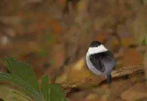 Best Birdwatching Sites in Tobago 14 white bearded mannikin