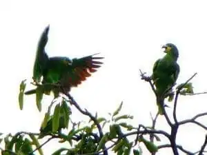 Best Birdwatching Sites in Tobago 15 orange winged parrots
