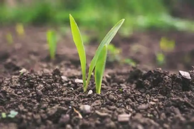 What Is Greenhouse Effect? 5 Effective Ways To Reduce It 20 what is greenhouse effect