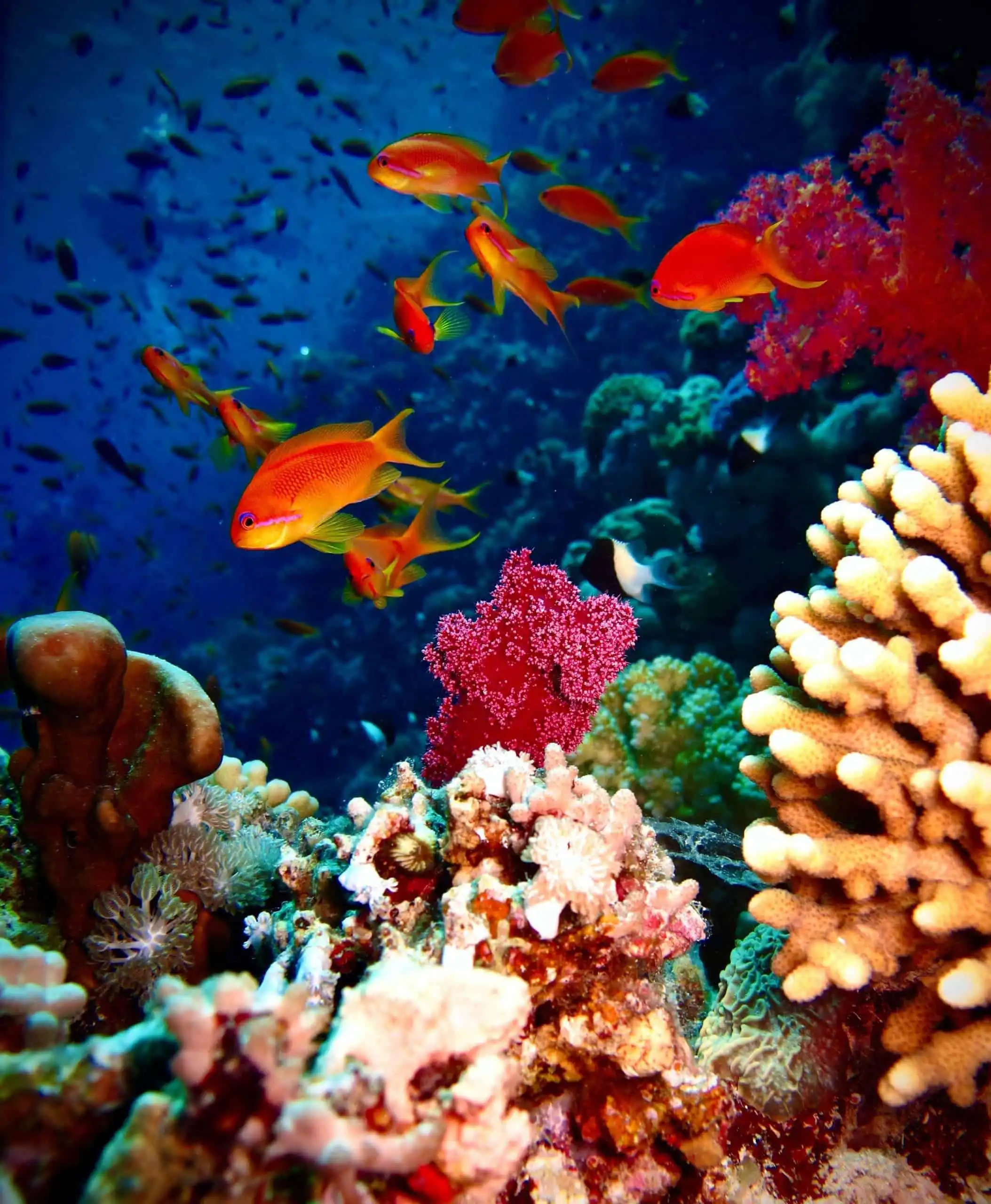 5 Great Oceans of the World 11 oceans of the world