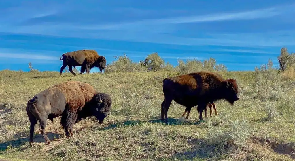 How Many National Parks Are There In The US, 42 Best National Parks To Visit 39 How many national parks are there in the US