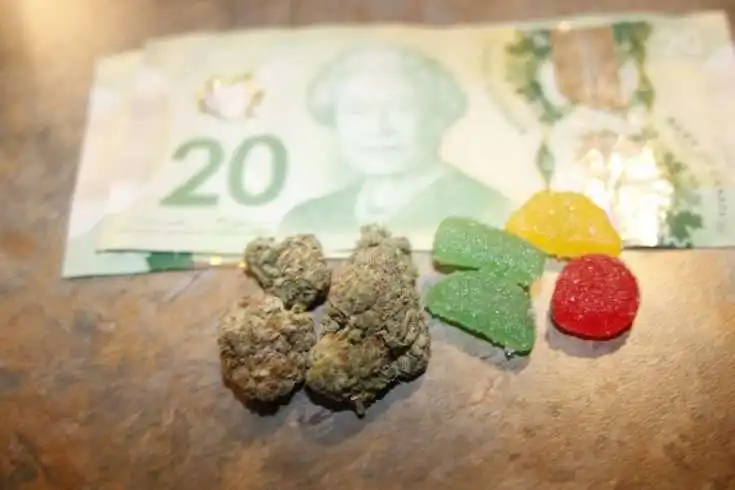 Jobs in the Cannabis Industry 8 Cannabis edibles, medical marijuana, CBD infused gummies and edible pot concept theme with close up on colorful gummy bears and weed buds on dark background with copy space. High quality photo