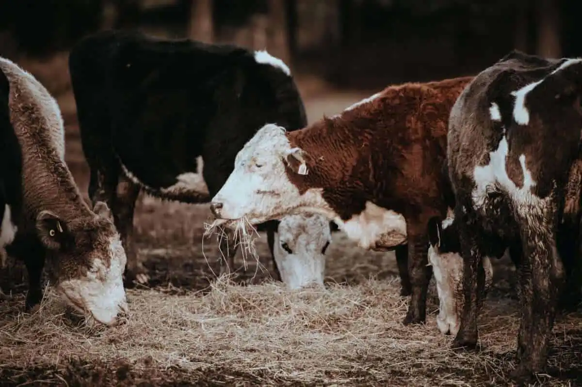 Amazon Rainforest Facts: 21 Amazing Facts That Would Blow Your Mind 18 Cattle Ranching