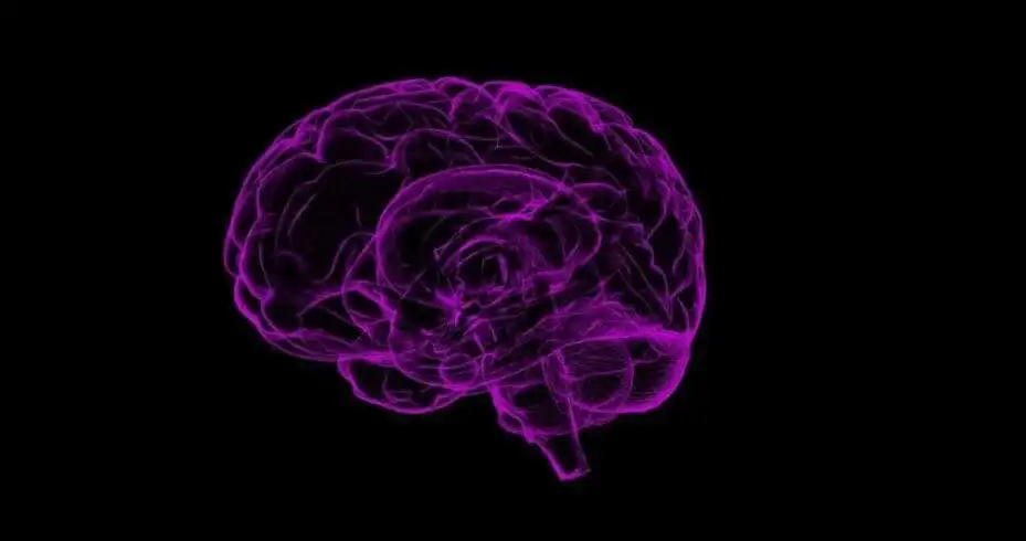 25 Fun Facts about the Human Body 10 Brain