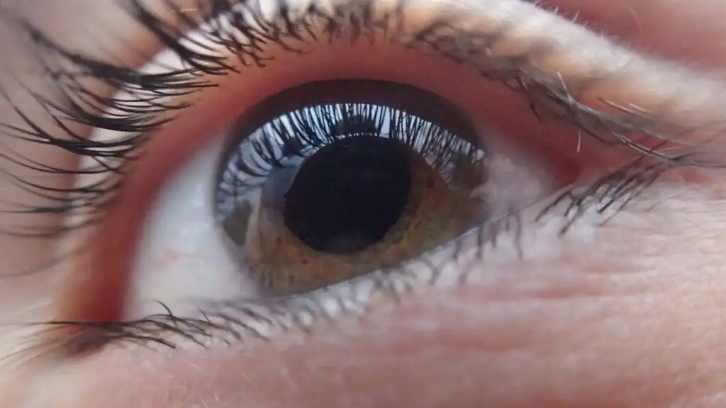 25 Fun Facts about the Human Body 13 Cornea