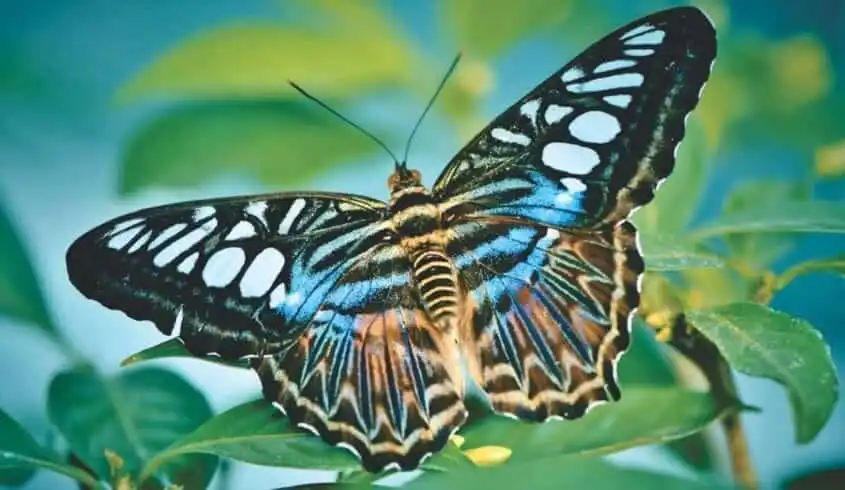 Places to visit in Nainital-A Travel Guide For 10 Best Places in Nainital! 20 butterfly garden