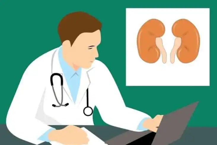 25 Fun Facts about the Human Body 11 Kidney