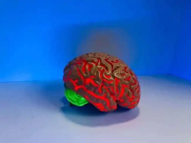 25 Fun Facts about the Human Body 14 Brain