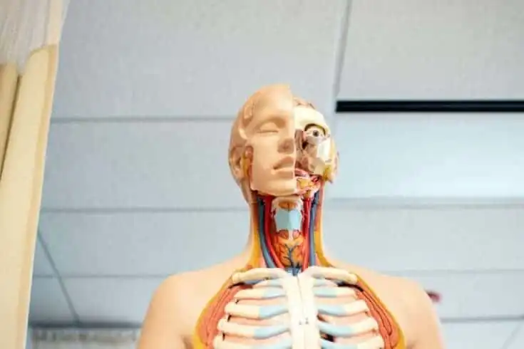 25 Fun Facts about the Human Body 9 Human body