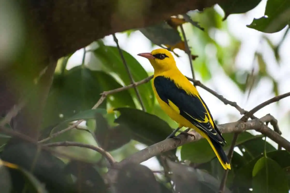 Amazon Rainforest Facts: 21 Amazing Facts That Would Blow Your Mind 14 New Species