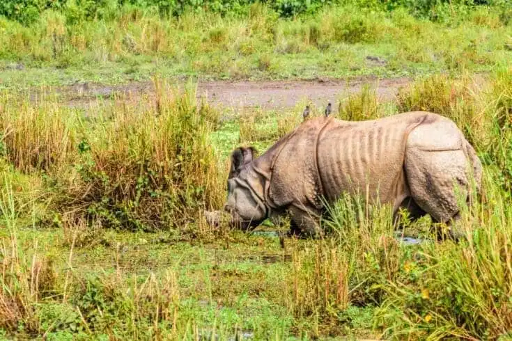Things to Do in Guwahati: 26 Interesting Ideas 10 one horned rhinoceros