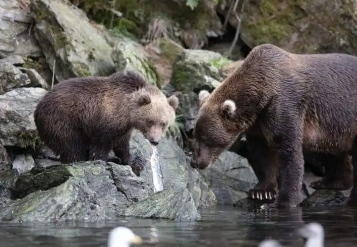 20 Incredible Facts About Alaska 16 Facts about Alaska