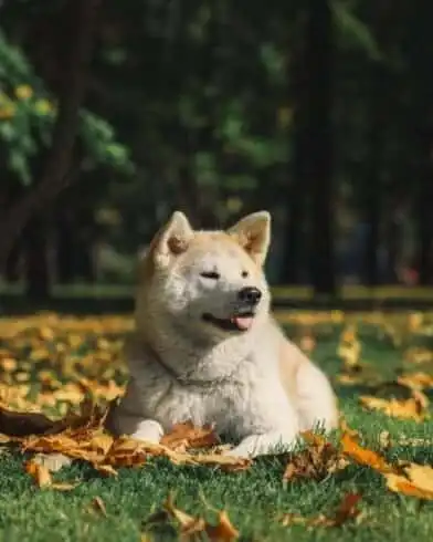 15 Must Know Helen Keller Facts 14 Helen Keller Akita dog