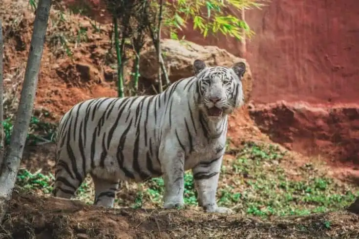 Things to do in Vizag: Top 13 Places You Must Visit Here! 10 Indira gandhi zoological park