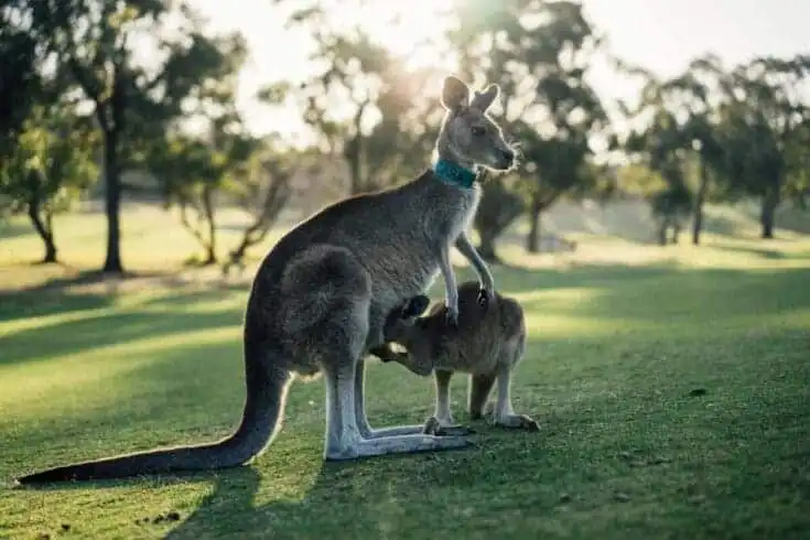 Top 21 Fascinating Animals In Australia! 9 animals in australia