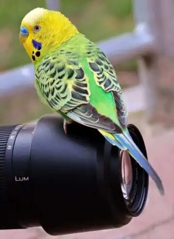 Top 21 Fascinating Animals In Australia! 12 animals in australia