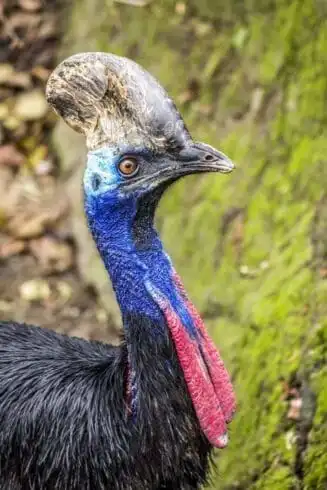 Top 21 Fascinating Animals In Australia! 23 animals in australia