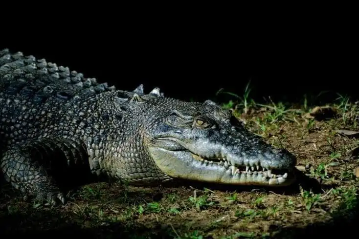 Top 21 Fascinating Animals In Australia! 19 animals in australia