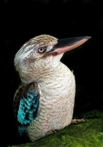 Top 21 Fascinating Animals In Australia! 18 animals in australia