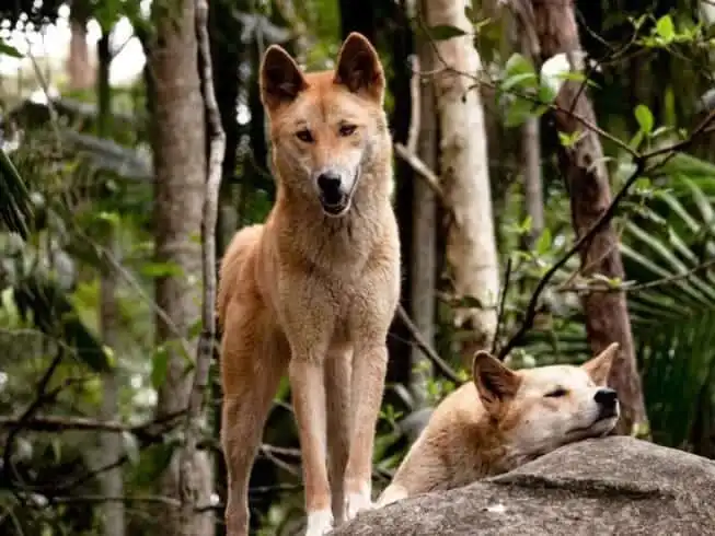 Top 21 Fascinating Animals In Australia! 15 animals in australia