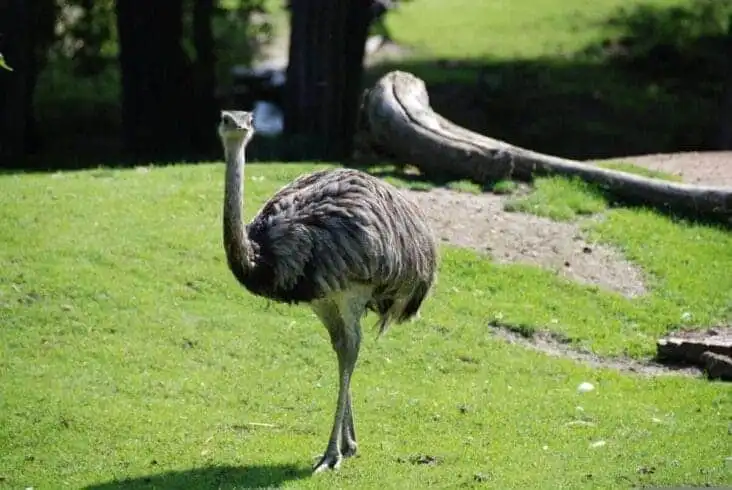 Top 21 Fascinating Animals In Australia! 14 animals in australia