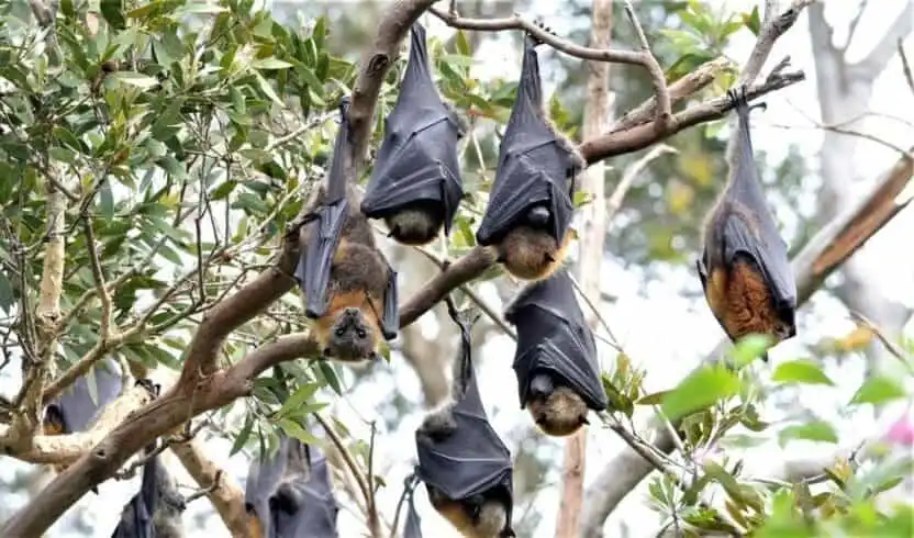 Top 21 Fascinating Animals In Australia! 11 animals in australia