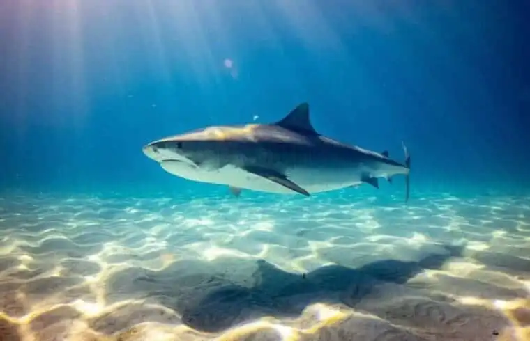 Top 21 Fascinating Animals In Australia! 24 animals in australia