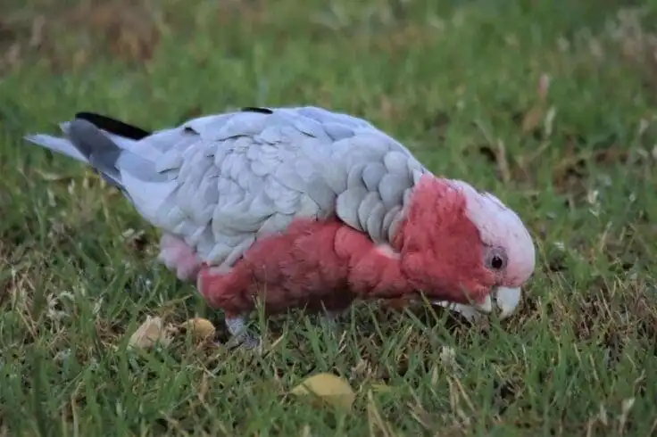 Top 21 Fascinating Animals In Australia! 20 animals in australia