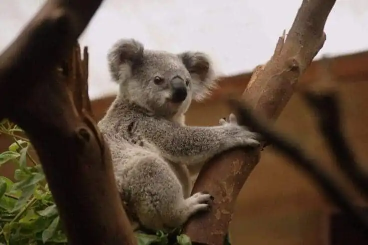 Top 21 Fascinating Animals In Australia! 8 animals in australia