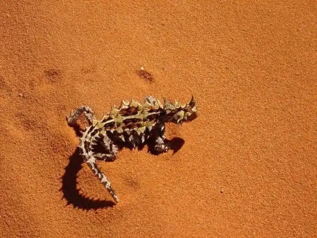 Top 21 Fascinating Animals In Australia! 16 animals in australia